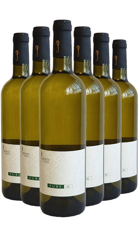 שישיית סוסון ים מוסקט